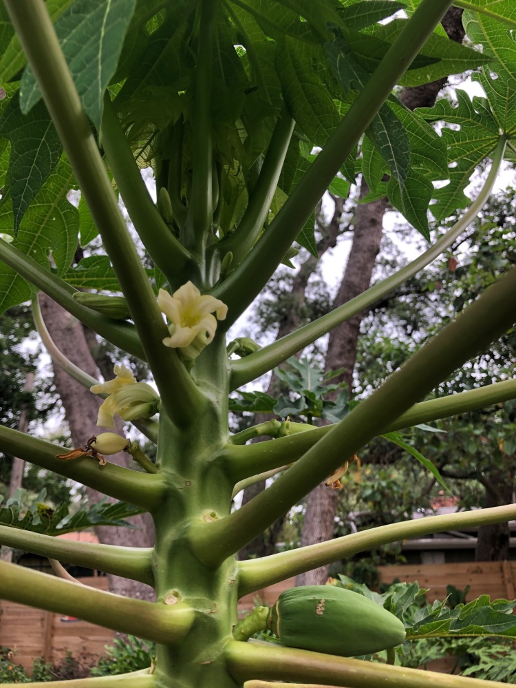 first papaya