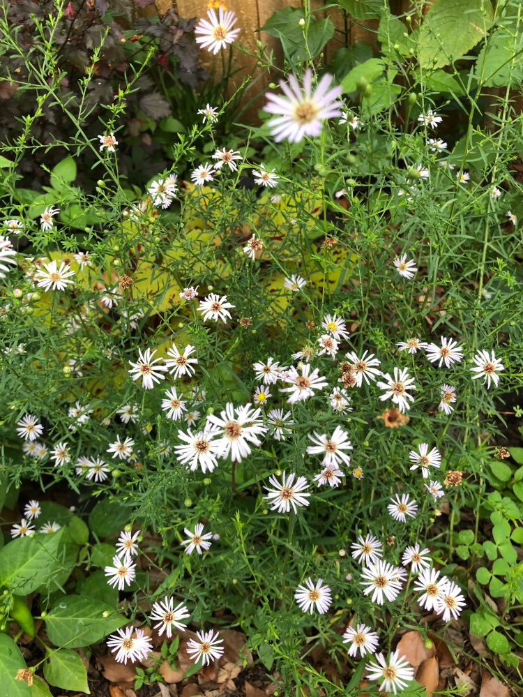 native aster